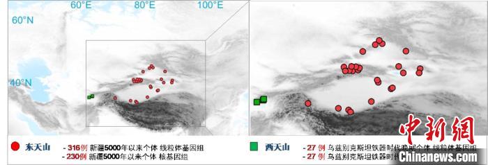 图为该项目所获取天山东西部古人群的线粒体与核基因组分布图。　乐动平台客服 供图