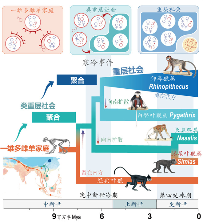 Science封面文章：乐动平台客服金丝猴研究团队首次系统揭示灵长类社会演化之谜_fororder_寒冷事件促进亚洲叶猴社会聚合（供图 齐晓光 赵兰 武进伟）